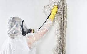 Best Asbestos and Lead Testing During Mold Inspection  in Daytona Beach Shores, FL